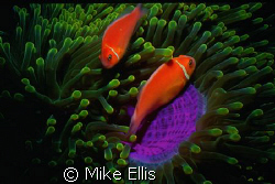 Pink Skunk clown Fish / Fujikawa Maru, Truk Lagoon, FSM
... by Mike Ellis 